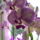 Phalaenopisis_hibridlepkeorchidea_1877160_4474_t