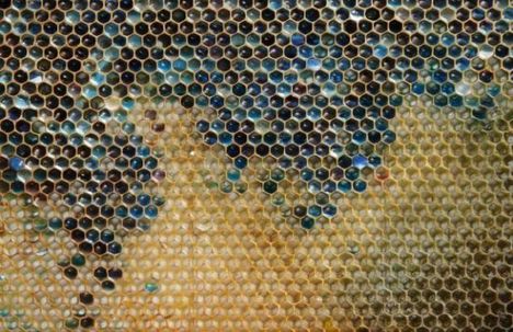 Kék színű mézet csináltak a francia méhek. Sosem találnád ki mért 