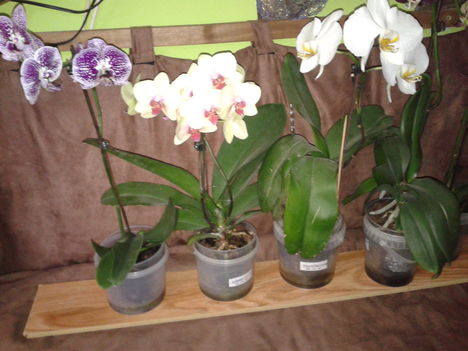 Lepke orchideák