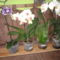 Lepke orchideák