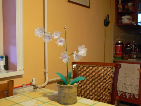 P1040887 Orchidea