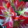 Amarillisz____hippeastrum_hibridek_1879563_4643_t