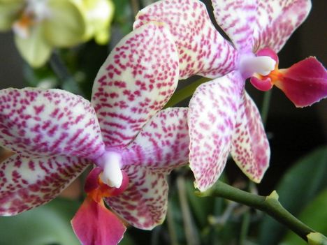 Illatos orchidea