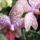 Illatos_orchidea_1879551_4148_t