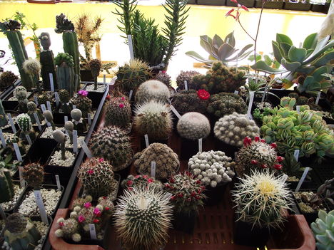 kaktuszok (12)
