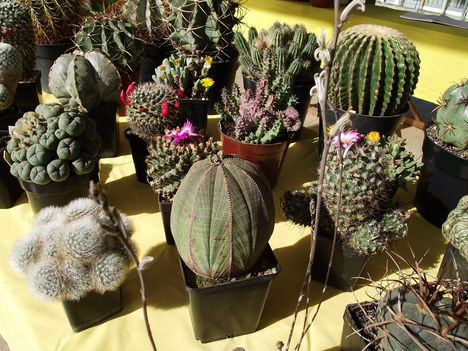 kaktuszok (13)