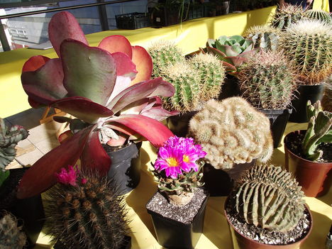 kaktuszok (14)