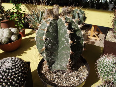 kaktuszok (15)