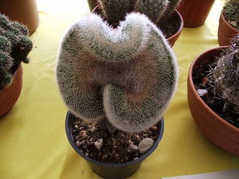 kaktuszok (16)