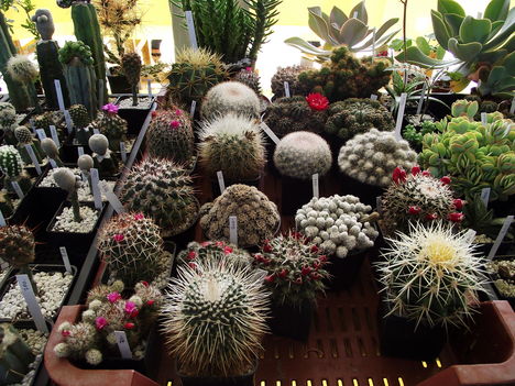 kaktuszok (17)
