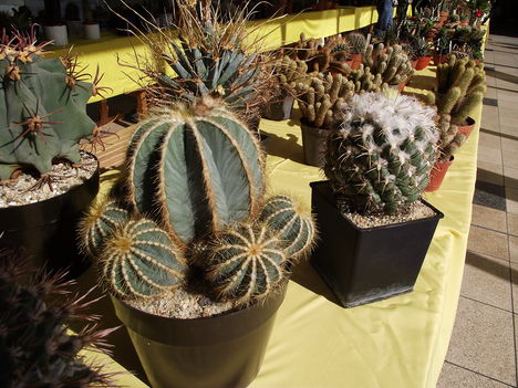 kaktuszok (2)