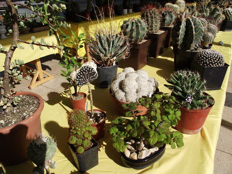 kaktuszok (4)