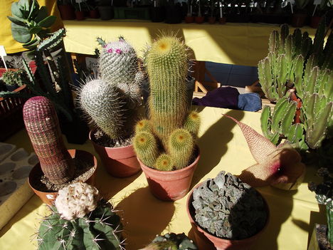 kaktuszok (5)