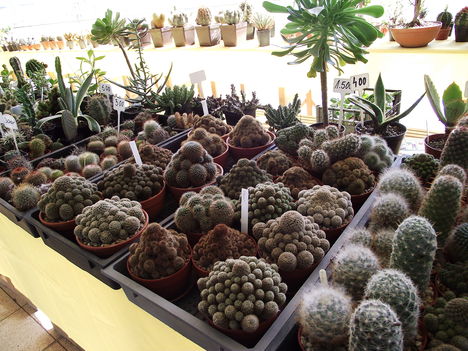 kaktuszok (7)