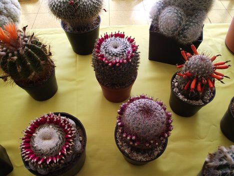 kaktuszok (9)