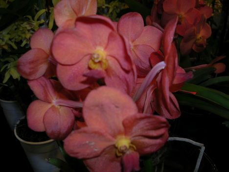 Kép Nemzetközi orchidea kiállítás 2012.04.15.