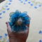 P1040906 Kék virág