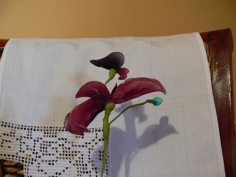 P1040910Repülő Kacsa Orchidea
