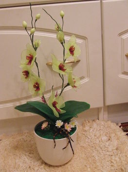 zöld orchidea