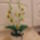 Zold_orchidea-001_1879414_6312_t