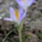 Crocus Heuffelianus