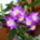Dendrobium-001_187493_80500_t