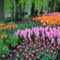 Keukenhof