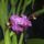 Orchidea-004_1087407_6525_t
