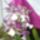 Orchidea_1087403_4591_t