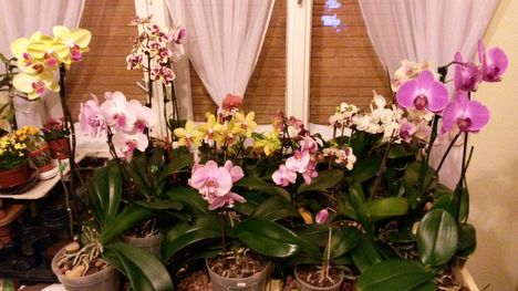 Orchideáim a helyükön.