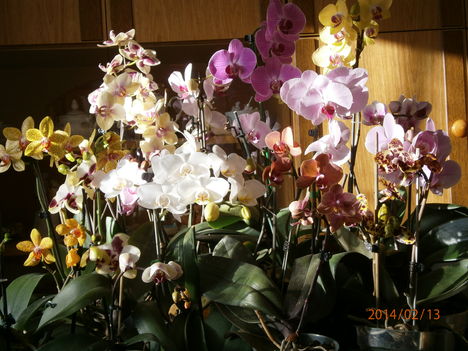 Orchideáim átrendezés alatt.