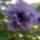 Petunia-001_187468_77741_t