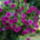 Petunia-002_187462_79341_t