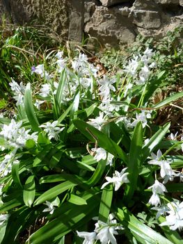 Scilla thunbergii