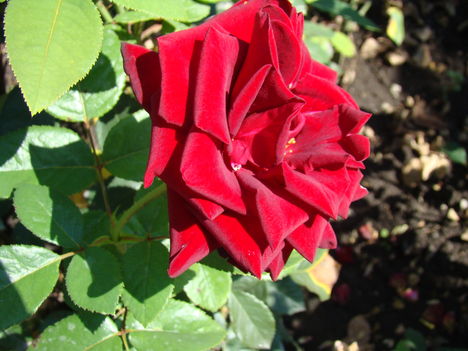 Bársonyos rózsa