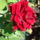 Barsonyos_rozsa_1881168_2646_t
