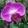 Orchidea-006_1881169_5353_t