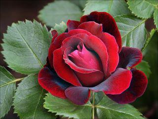 Szép rózsa