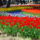 Tulipshitachi_seaside_parkhitachinakacityjapan_1881958_2428_t