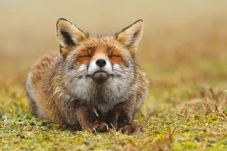 foxes-roeselien-raimond-1