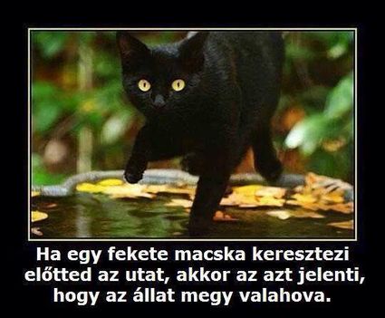 Ha egy fekete macska...