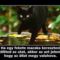 Ha egy fekete macska...