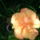 Hibiszkusz_3_1882240_8556_t