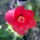 Hibiszkusz_4_1882241_8796_t