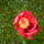 Hibiszkusz_5_1882242_1228_t