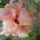 Hibiszkusz_6_1882243_5628_t