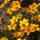 Kovaszna_es_faogarasi_havas_048_1882090_5304_t