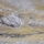 Kovaszna_es_faogarasi_havas_254_1882284_9708_t