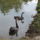 Kovaszna_es_faogarasi_havas_352_1882109_1960_t