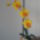 Orchidea-016_1883591_5946_t